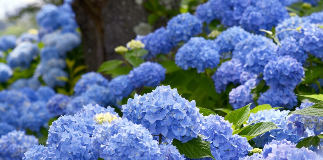 hydrangeas