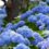 Hydrangeas Tell the Story of Underperforming Salespeople